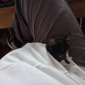 成人国产射精AV
